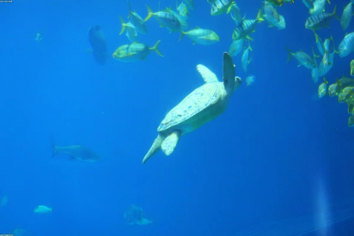 Shanghai Ocean Aquarium
