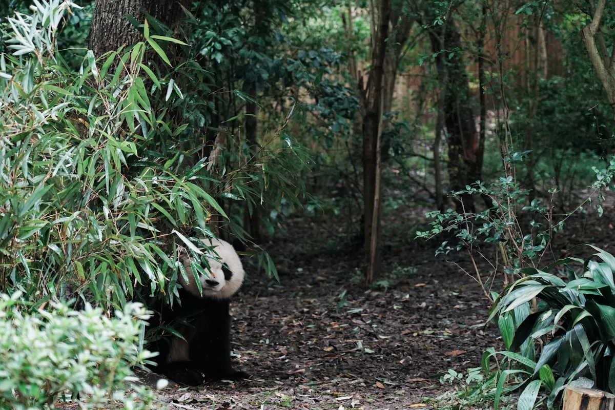 Shanghai Zoo