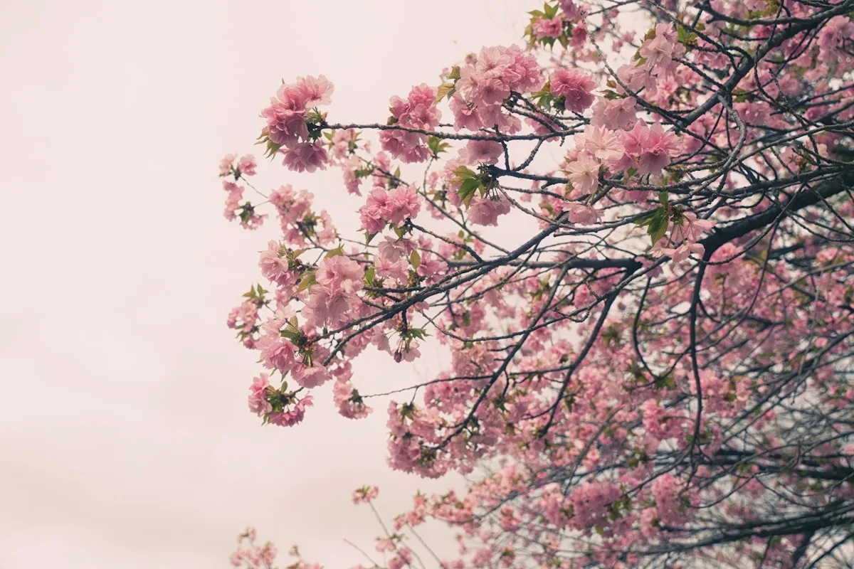 Where to See Cherry Blossoms in Shanghai (2026 Peaks, Parks & Timing)