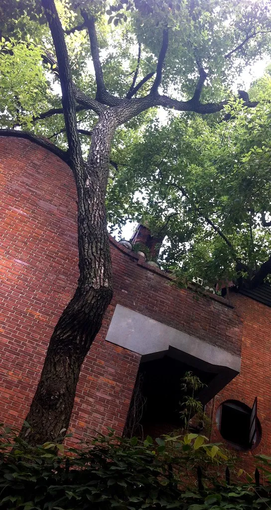 Plane trees along Wukang Road in the French Concession